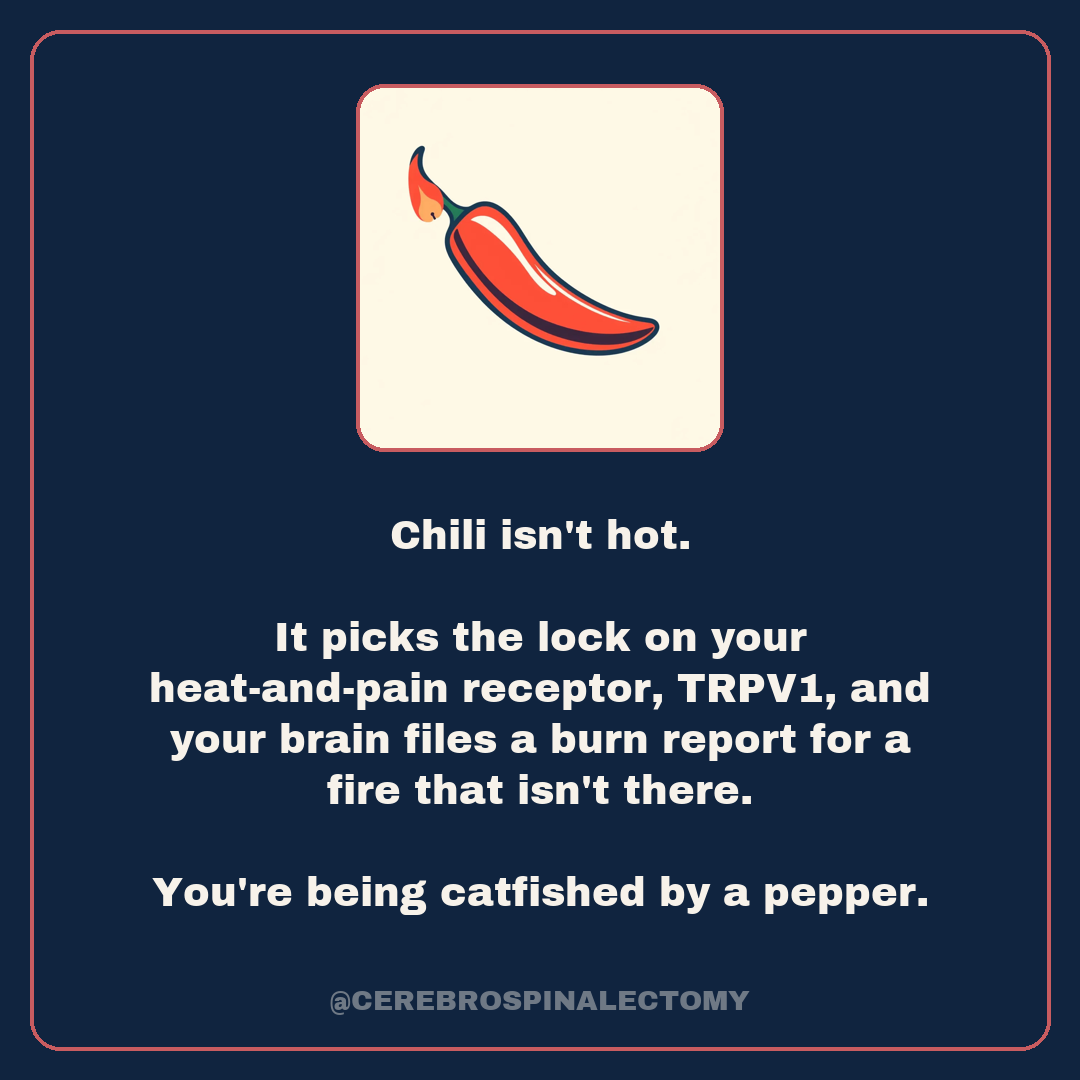 Chili isn't hot. It picks the lock on your heat-and-pain receptor, TRPV1, and your brain files a burn report for a fire that isn't there.