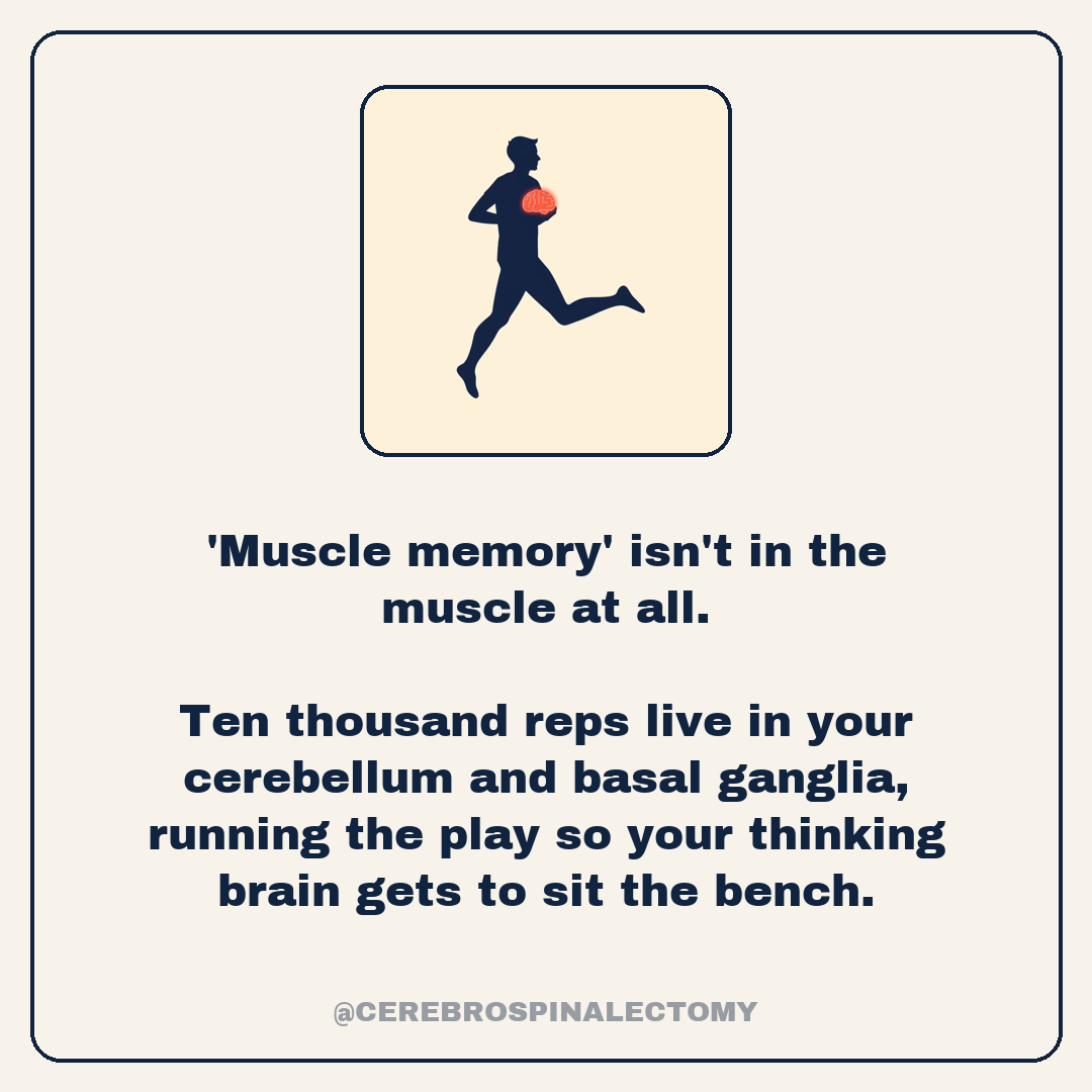'Muscle memory' isn't in the muscle at all. Ten thousand reps live in your cerebellum and basal ganglia, running the play so your thinking brain gets to sit the bench.