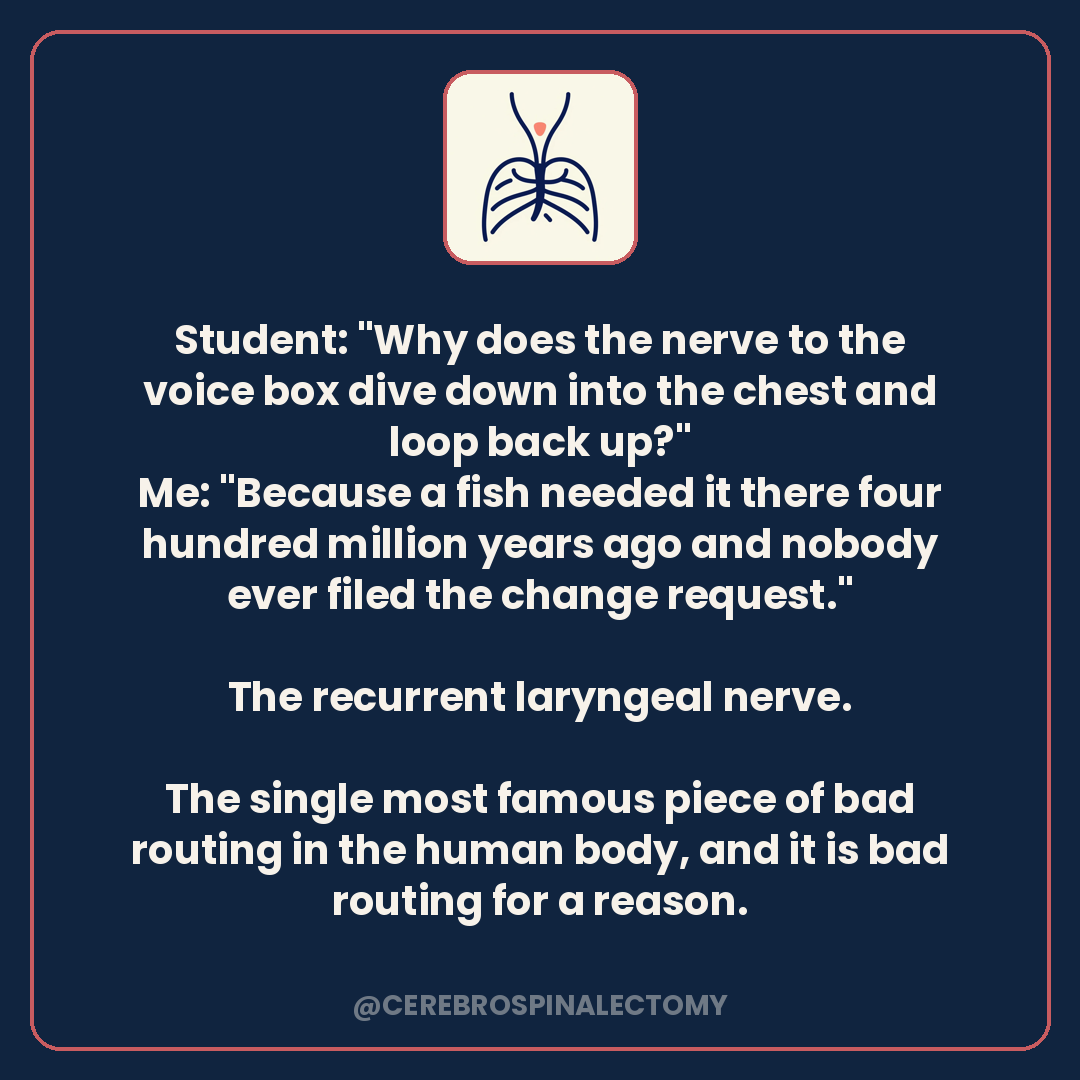 Student: "Why does the nerve to the voice box dive down into the chest and loop back up?