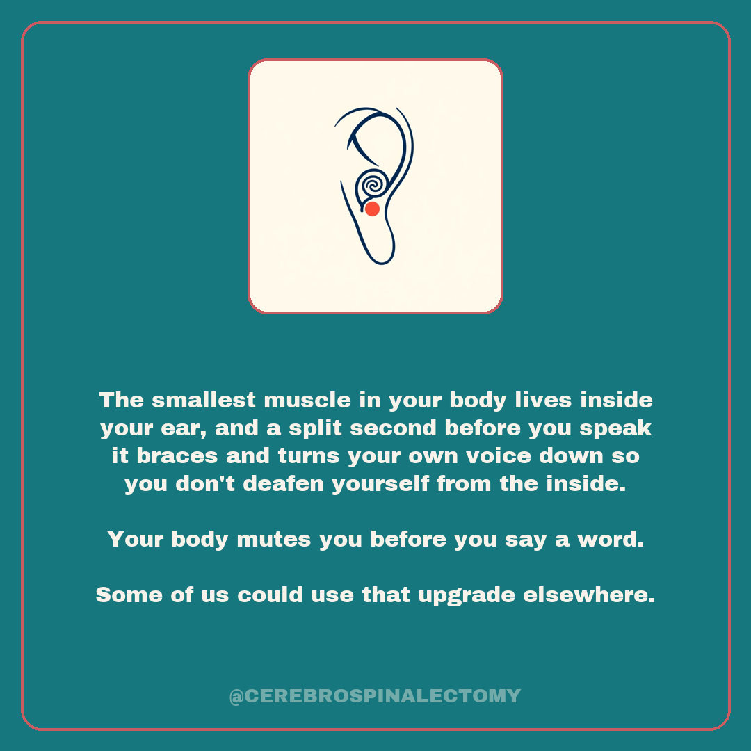 The smallest muscle in your body lives inside your ear, and a split second before you speak it braces and turns your own voice down so you don't deafen yourself from the inside. Your body mutes you before you say a word. Some of us could use that upgrade elsewhere.