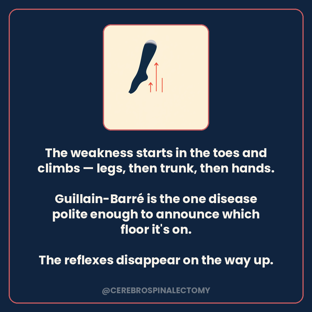 The weakness starts in the toes and climbs — legs, then trunk, then hands. Guillain-Barré is the one disease polite enough to announce which floor it's on.