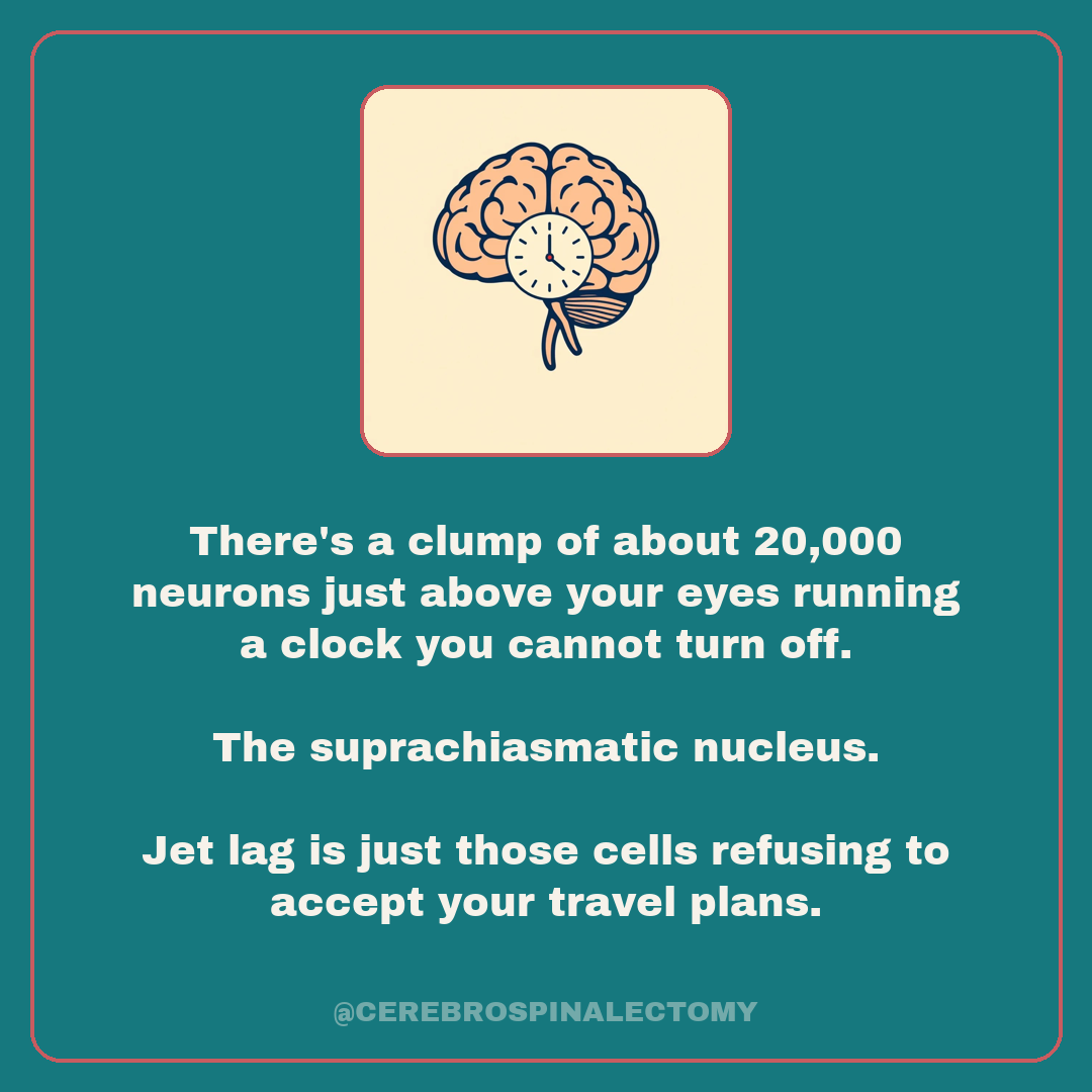 There's a clump of about 20,000 neurons just above your eyes running a clock you cannot turn off.