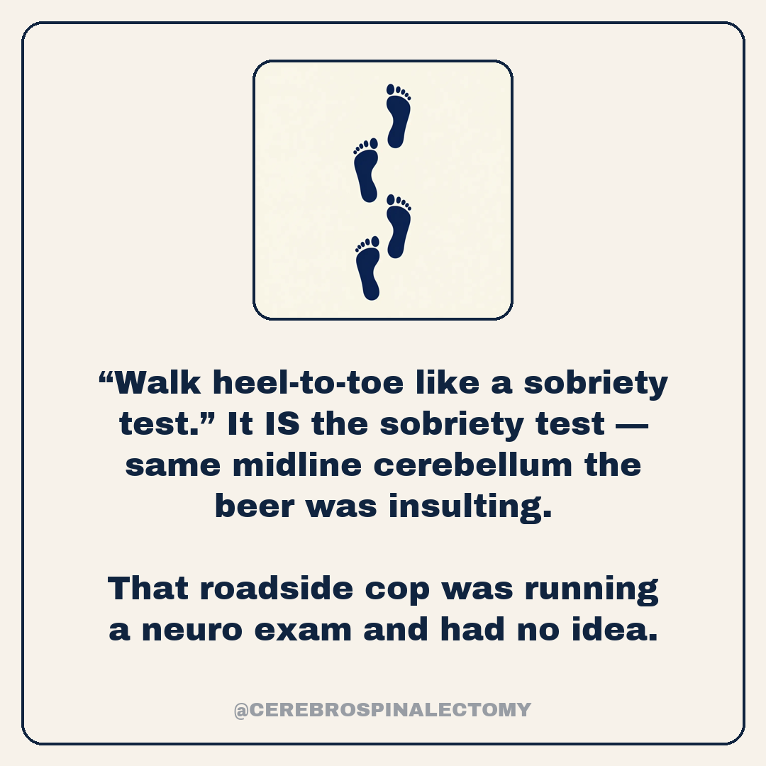 “Walk heel-to-toe like a sobriety test.” It IS the sobriety test — same midline cerebellum the beer was insulting. That roadside cop was running a neuro exam and had no idea.