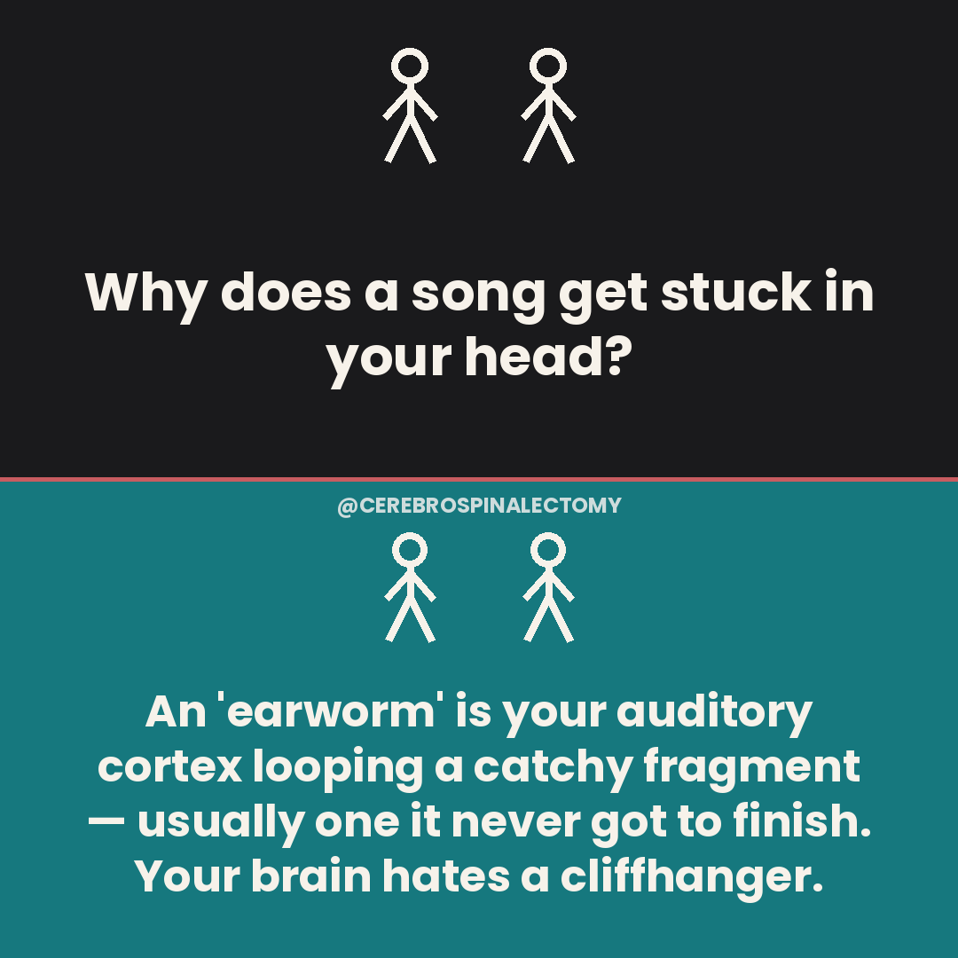 Why does a song get stuck in your head? An 'earworm' is your auditory cortex looping a catchy fragment — usually one it never got to finish. Your brain hates a cliffhanger.