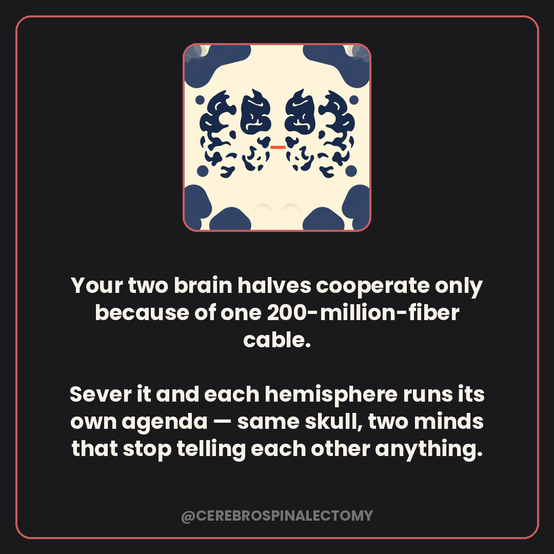 Your two brain halves cooperate only because of one 200-million-fiber cable. Sever it and each hemisphere runs its own agenda — same skull, two minds that stop telling each other anything.